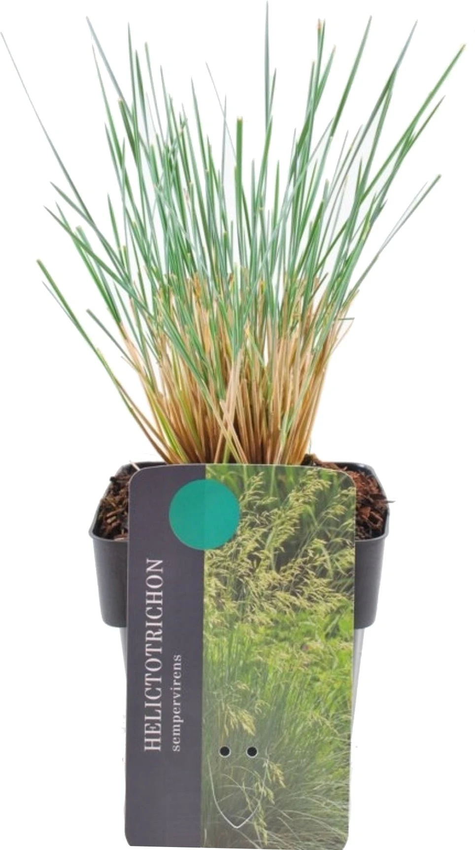 Blauwstraalhaver (Helictotrichon Sempervirens) D 17 H 40 Cm 4 Blauwstraalhaver (Helictotrichon Sempervirens) D 17 H 40 Cm - Afbeelding 2