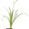 Daglelie (Hemerocallis 'Pardon Me') D 11 H 20 Cm -Tuin Planten Winkel 8713469417419