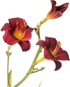 Daglelie (Hemerocallis 'Pardon Me') D 11 H 20 Cm -Tuin Planten Winkel 8713469417419 2