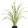 Daglelie (Hemerocallis 'Summer Wine') D 11 H 10 Cm -Tuin Planten Winkel 8713469420952