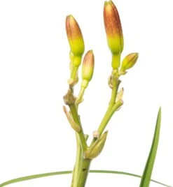 Daglelie (Hemerocallis 'Summer Wine') D 11 H 10 Cm -Tuin Planten Winkel 8713469420952 2