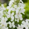 Damastbloem (Hesperis Matronalis 'Alba') D 11 H 10 Cm 1 Damastbloem (Hesperis Matronalis 'Alba') D 11 H 10 Cm -Tuin Planten Winkel 8713469423625 3 1