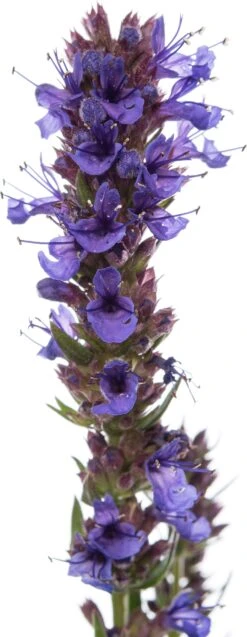 Hysop (Hyssopus Officinalis) D 11 H 10 Cm -Tuin Planten Winkel 8713469459976 2