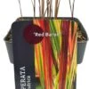 Japans Bloedgras (Imperata Cylindrica 'Red Baron') D 17 H 10 Cm -Tuin Planten Winkel 8713469460972