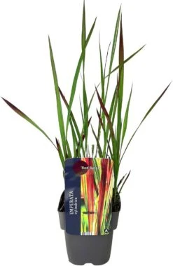 Japans Bloedgras (Imperata Cylindrica 'Red Baron') D 17 H 10 Cm -Tuin Planten Winkel 8713469460972 2