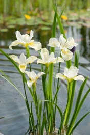 Siberische Lis (Iris Sibirica 'Snow Queen') D H 20 Cm