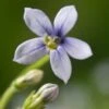 Isotoma (Isotoma Fluviatilis) D 11 H 10 Cm -Tuin Planten Winkel 8713469520768