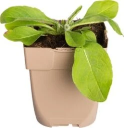 Beemdkroon (Knautia Arvensis) D 11 H 10 Cm