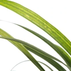 Leliegras (Liriope Muscari 'Ingwersen') D 11 H 10 Cm -Tuin Planten Winkel 8713469546706 2