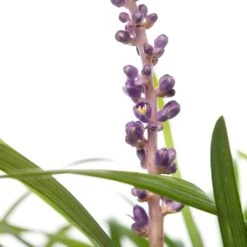 Leliegras (Liriope Muscari 'Ingwersen') D 11 H 10 Cm -Tuin Planten Winkel 8713469546706 3