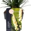 Leliegras (Liriope Muscari 'Monroe White') D 17 H 30 Cm -Tuin Planten Winkel 8713469546805