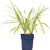 Leliegras (Liriope Muscari 'Monroe White) D 11 H 10 Cm -Tuin Planten Winkel 8713469546829 1