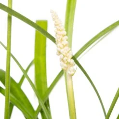 Leliegras (Liriope Muscari 'Monroe White) D 11 H 10 Cm -Tuin Planten Winkel 8713469546829 2
