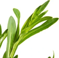 Echte Koekoeksbloem (Silene Flos-cuculi) D 11 H 10 Cm -Tuin Planten Winkel 8713469552332 2