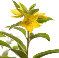 Moeraswederik (Lysimachia Punctata) D 11 H 10 Cm -Tuin Planten Winkel 8713469554091 2 1