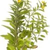 Moeraswederik (Lysimachia Punctata) D 11 H 10 Cm -Tuin Planten Winkel 8713469554091 3 1