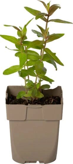 Grote Kattenstaart (Lythrum Salicaria) D 11 H 15 Cm