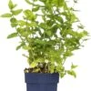 Marocaanse Munt (Mentha Spicata 'Maroccan') D 11 H 10 Cm -Tuin Planten Winkel 8713469560993