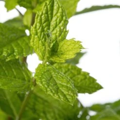 Marocaanse Munt (Mentha Spicata 'Maroccan') D 11 H 10 Cm -Tuin Planten Winkel 8713469560993 2