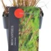 Chinees Riet (Miscanthus Sinensis 'Kleine Silberspinne') D 17 H 10 Cm -Tuin Planten Winkel 8713469570787
