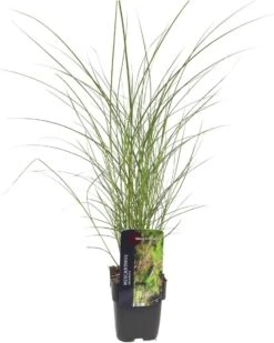 Chinees Riet (Miscanthus Sinensis 'Kleine Silberspinne') D 17 H 10 Cm -Tuin Planten Winkel 8713469570787 2