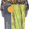 Pijpestrootje (Molinia Caerulea 'Moorhexe') D 17 H 10 Cm -Tuin Planten Winkel 8713469574143