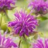 Bergamotplant (Monarda 'Marshall's Delight') D 11 H 100 Cm