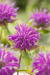 Bergamotplant (Monarda 'Marshall's Delight') D 11 H 100 Cm