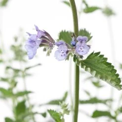 Kattenkruid (Nepeta Faassenii) D 11 H 10 Cm -Tuin Planten Winkel 8713469577991 2 1