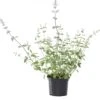 Kattenkruid (Nepeta Faassenii) D 11 H 10 Cm -Tuin Planten Winkel 8713469577991 3 1