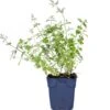 Kattenkruid (Nepeta Faasenii 'Six Hills Giant') D 11 H 40 Cm -Tuin Planten Winkel 8713469578264