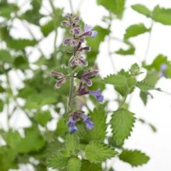 Kattenkruid (Nepeta Faasenii 'Six Hills Giant') D 11 H 40 Cm -Tuin Planten Winkel 8713469578264 2