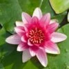 Waterlelie (Nymphaea 'Attraction') D 18 H 30 Cm 1 Waterlelie (Nymphaea 'Attraction') D 18 H 30 Cm -Tuin Planten Winkel 8713469580106