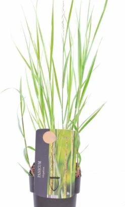 Vingergras (Panicum Virgatum 'Heavy Metal') D 17 H 10 Cm 5 Vingergras (Panicum Virgatum 'Heavy Metal') D 17 H 10 Cm -Tuin Planten Winkel 8713469608473 2