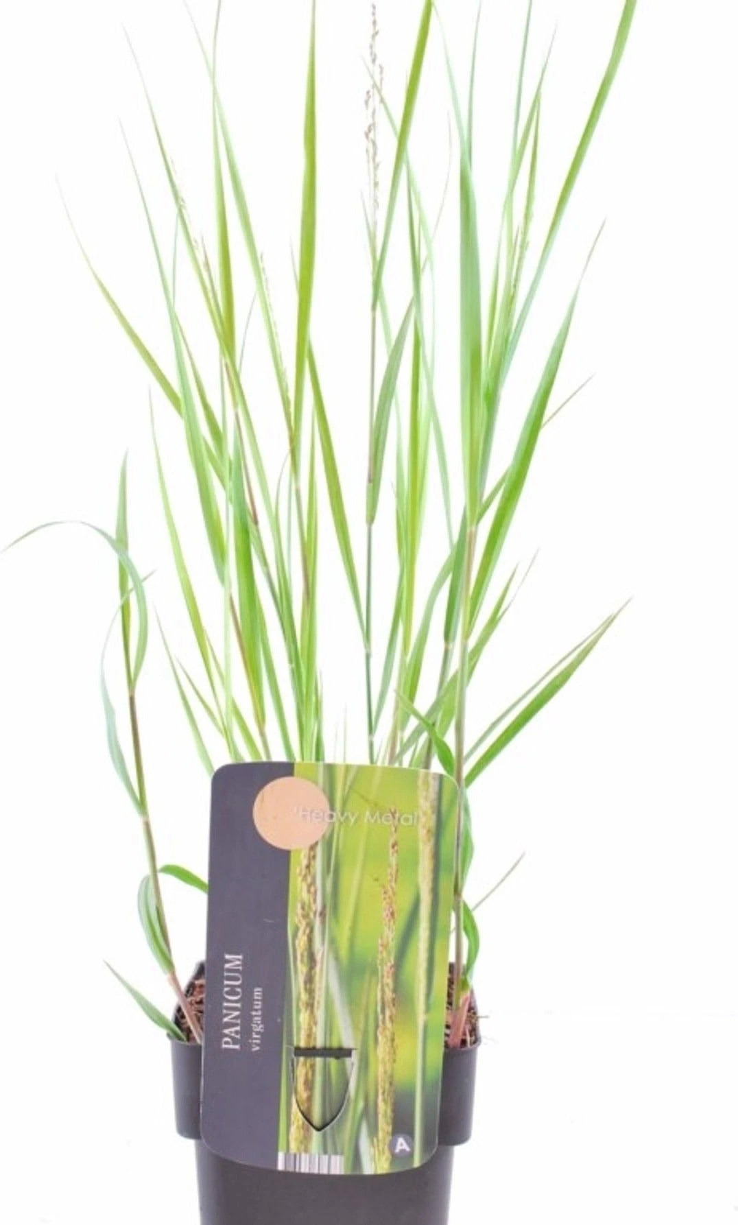 Vingergras (Panicum Virgatum 'Heavy Metal') D 17 H 10 Cm 4 Vingergras (Panicum Virgatum 'Heavy Metal') D 17 H 10 Cm - Afbeelding 2