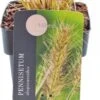 Lampenpoetsersgras (Pennisetum Alopecuroides 'Little Bunny') D 17 H 10 Cm 2 Lampenpoetsersgras (Pennisetum Alopecuroides 'Little Bunny') D 17 H 10 Cm -Tuin Planten Winkel 8713469616843