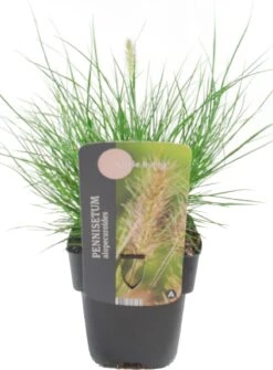 Lampenpoetsersgras (Pennisetum Alopecuroides 'Little Bunny') D 17 H 10 Cm 6 Lampenpoetsersgras (Pennisetum Alopecuroides 'Little Bunny') D 17 H 10 Cm -Tuin Planten Winkel 8713469616843 2