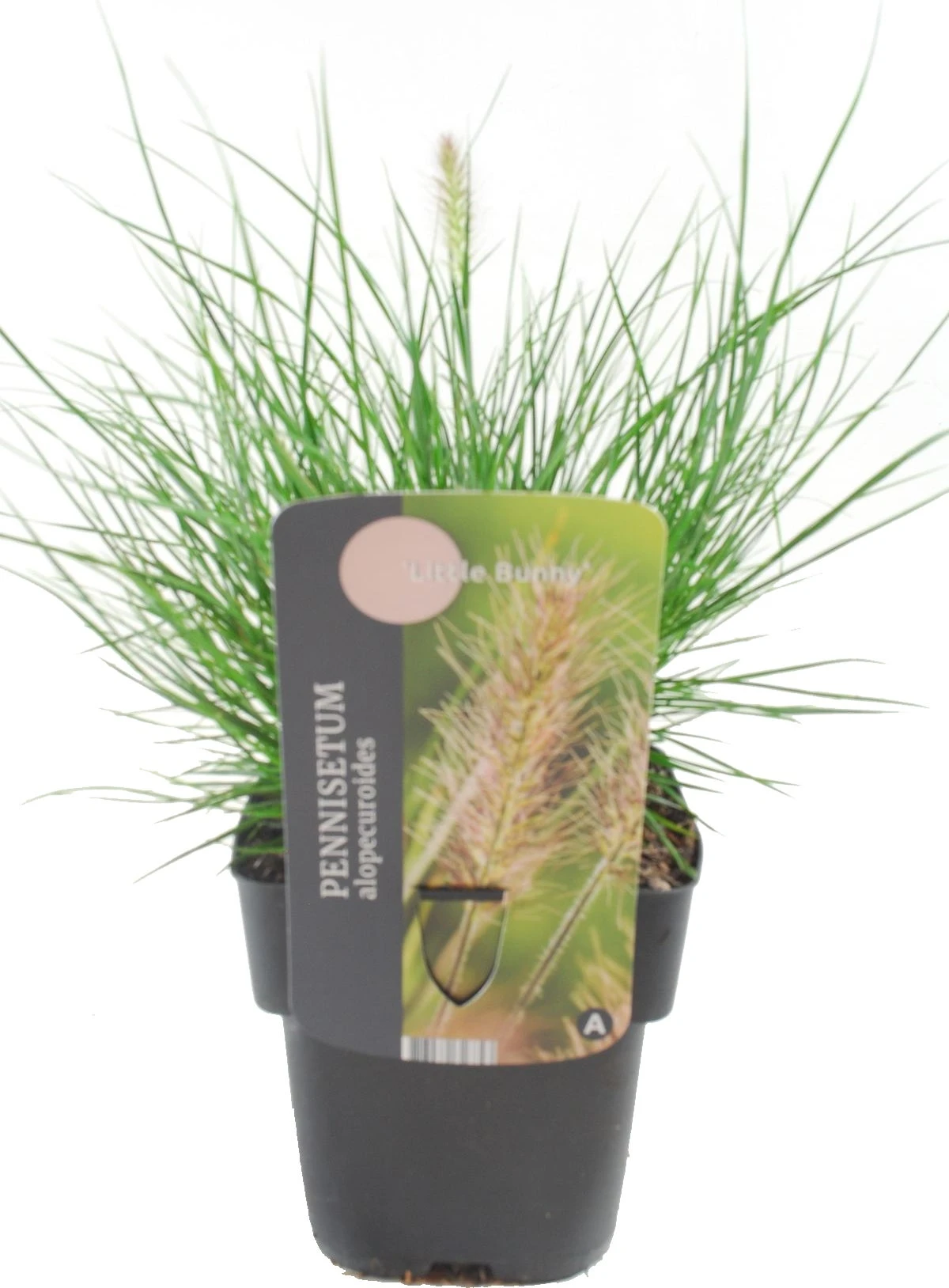 Lampenpoetsersgras (Pennisetum Alopecuroides 'Little Bunny') D 17 H 10 Cm 4 Lampenpoetsersgras (Pennisetum Alopecuroides 'Little Bunny') D 17 H 10 Cm - Afbeelding 2