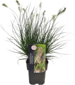 Lampenpoetsersgras (Pennisetum Alopecuroides 'Little Bunny') D 17 H 10 Cm 7 Lampenpoetsersgras (Pennisetum Alopecuroides 'Little Bunny') D 17 H 10 Cm -Tuin Planten Winkel 8713469616843 3