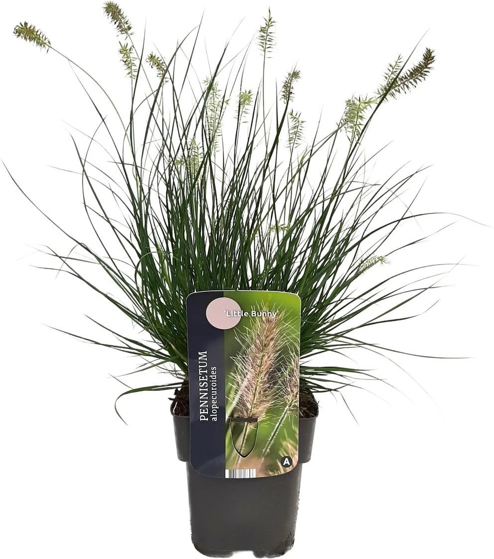 Lampenpoetsersgras (Pennisetum Alopecuroides 'Little Bunny') D 17 H 10 Cm 5 Lampenpoetsersgras (Pennisetum Alopecuroides 'Little Bunny') D 17 H 10 Cm - Afbeelding 3