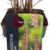 Lampenpoetsersgras (Pennisetum Orientalis 'Karley Rose') D 17 H 10 Cm -Tuin Planten Winkel 8713469617529