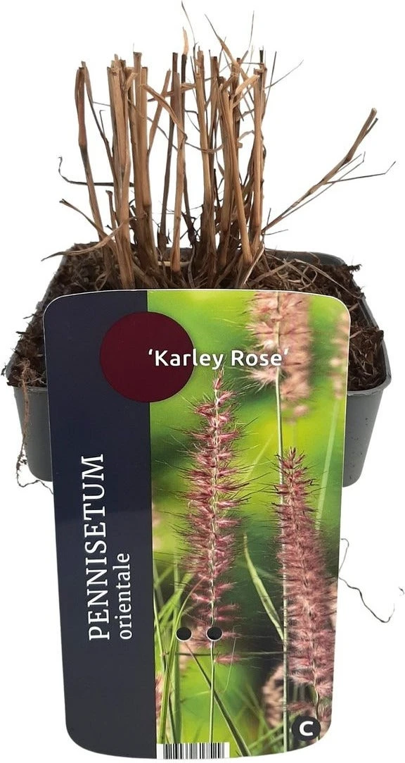 Lampenpoetsersgras (Pennisetum Orientalis 'Karley Rose') D 17 H 10 Cm 3 Lampenpoetsersgras (Pennisetum Orientalis 'Karley Rose') D 17 H 10 Cm