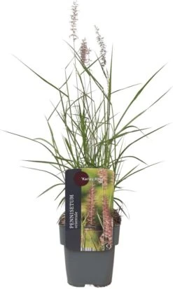Lampenpoetsersgras (Pennisetum Orientalis 'Karley Rose') D 17 H 10 Cm 5 Lampenpoetsersgras (Pennisetum Orientalis 'Karley Rose') D 17 H 10 Cm -Tuin Planten Winkel 8713469617529 2