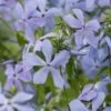 Vlambloem (Phlox Divaricata 'Clouds Of Perfume') D 11 H 40 Cm -Tuin Planten Winkel 8713469624022
