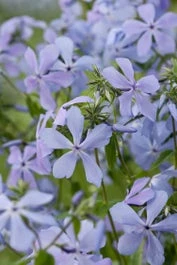 Vlambloem (Phlox Divaricata 'Clouds Of Perfume') D 11 H 40 Cm