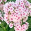 Vlambloem (Phlox Paniculata 'Bright Eyes') D 11 H 75 Cm -Tuin Planten Winkel 8713469630832