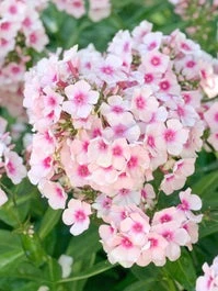 Vlambloem (Phlox Paniculata 'Bright Eyes') D 11 H 75 Cm