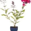 Vlambloem (Phlox 'Starfire') D 11 H 10 Cm -Tuin Planten Winkel 8713469639613 2 1