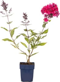 Vlambloem (Phlox 'Starfire') D 11 H 10 Cm