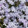 Kruipphlox (Phlox Subulata 'Cushion Blue') D 11 H 20 Cm -Tuin Planten Winkel 8713469641654 3 1
